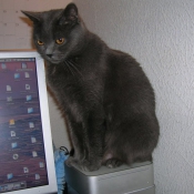 Photo de Chartreux