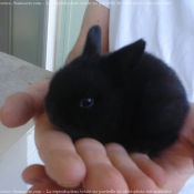 Photo de Lapin