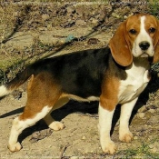 Photo de Beagle