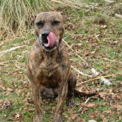 Photo d'American staffordshire terrier