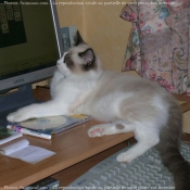 Photo de Ragdoll