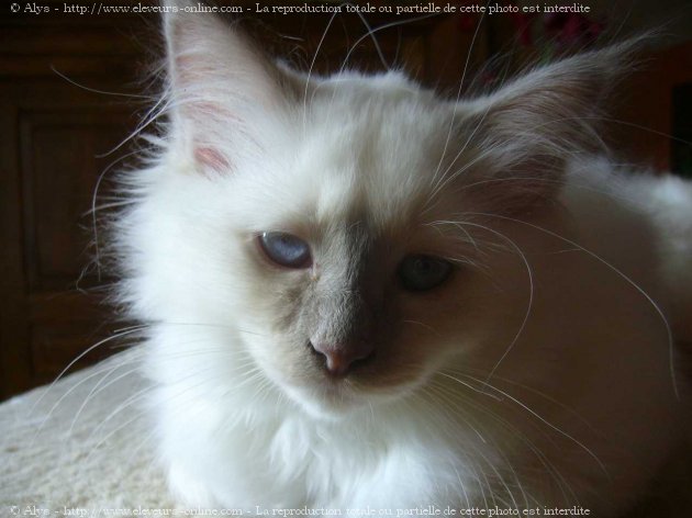 Photo de Sacr de birmanie