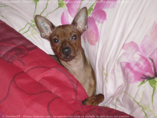 Photo de Pinscher nain