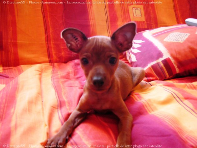 Photo de Pinscher nain