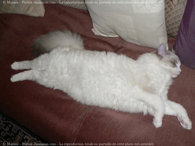 Photo de Ragdoll