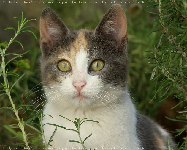 Photo de Chat domestique