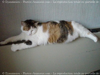 Photo de Chat domestique