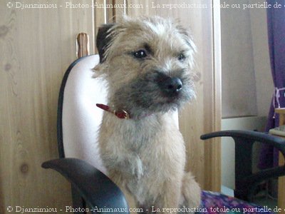 Photo de Border terrier