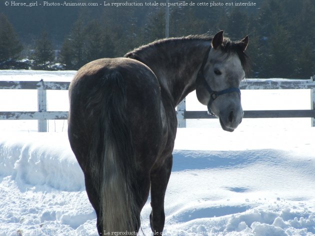 Photo de Quarter horse