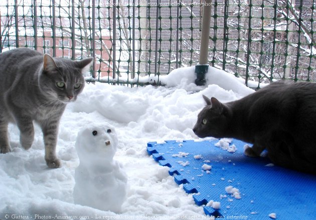 Photo de Chat domestique