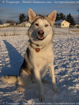 Photo de Husky siberien