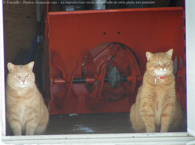 Photo de Races diffrentes