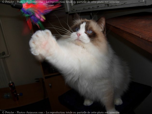 Photo de Ragdoll