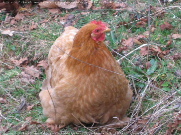 Photo de Poule