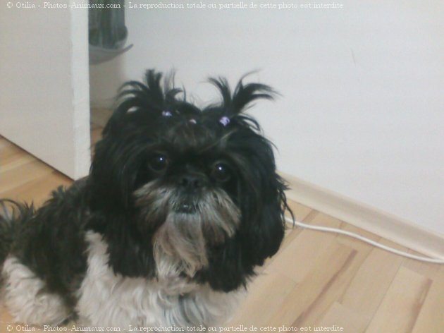 Photo de Shih tzu