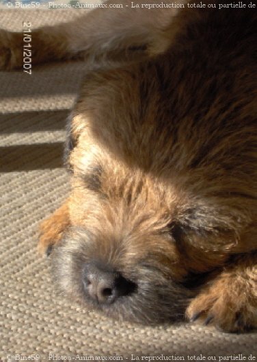 Photo de Border terrier