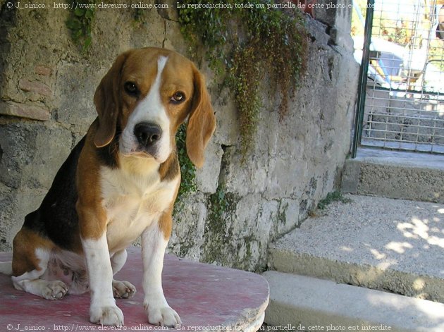 Photo de Beagle