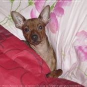 Photo de Pinscher nain