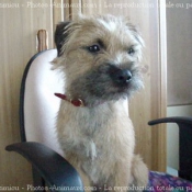 Photo de Border terrier