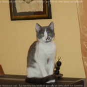 Photo de Chat domestique