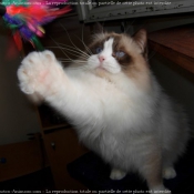 Photo de Ragdoll