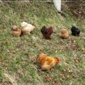 Photo de Poule