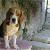 Photo de Beagle