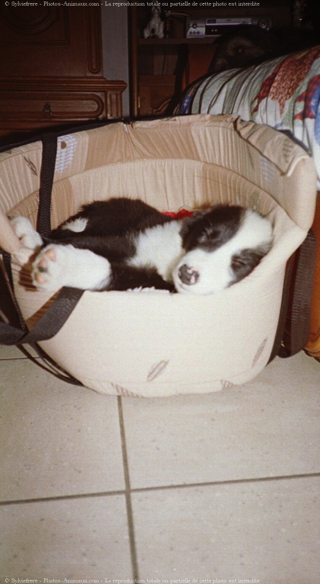 Photo de Border collie