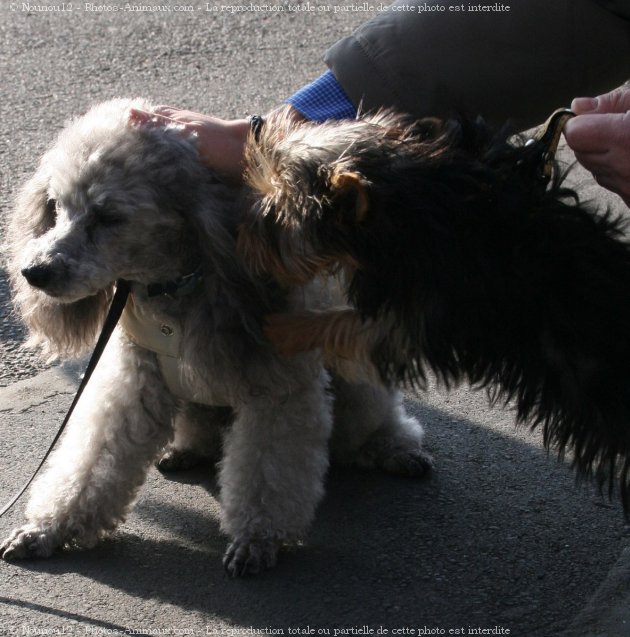 Photo de Caniche moyen