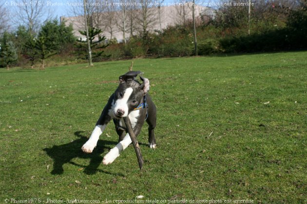 Photo d'American staffordshire terrier