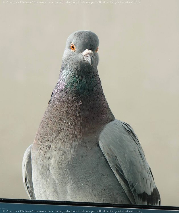 Photo de Pigeon