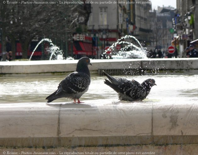 Photo de Pigeon