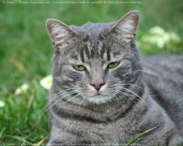 Photo de Chat domestique