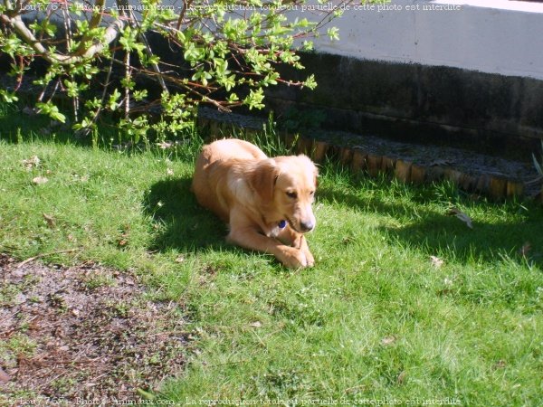 Photo de Golden retriever