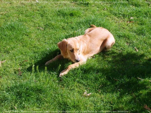 Photo de Golden retriever