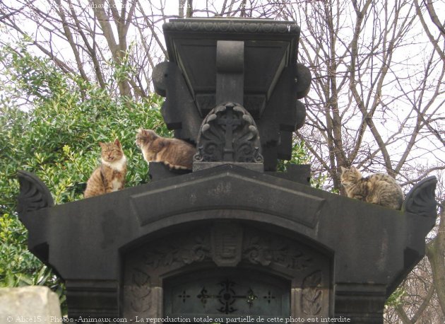 Photo de Chat domestique