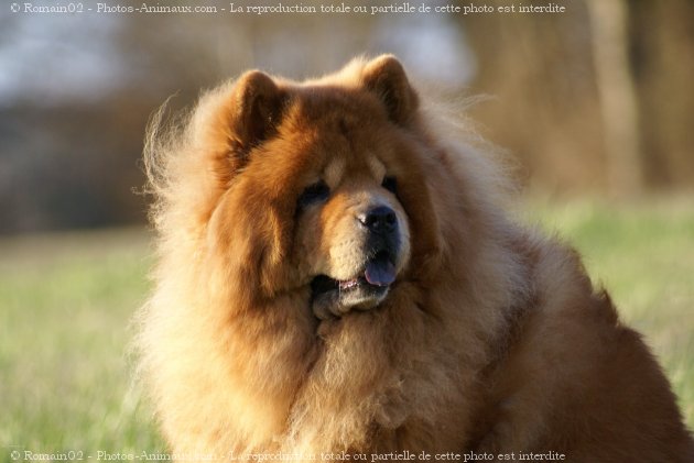 Photo de Chow chow