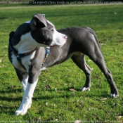 Photo d'American staffordshire terrier