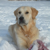 Photo de Golden retriever