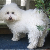 Photo de Bichon  poil fris