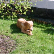 Photo de Golden retriever