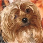 Photo de Yorkshire terrier