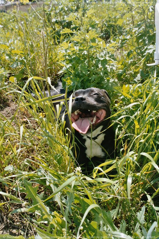 Photo de Staffordshire bull terrier