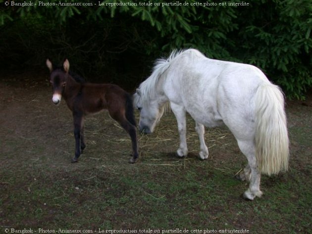 Photo de Races diffrentes