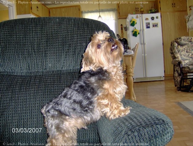 Photo de Yorkshire terrier