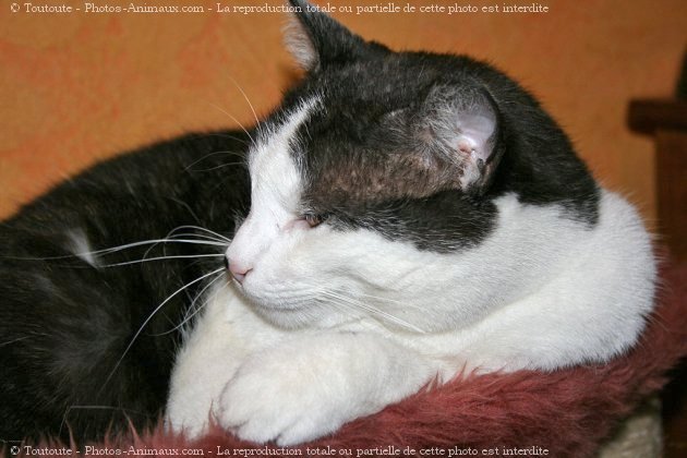 Photo de Chat domestique