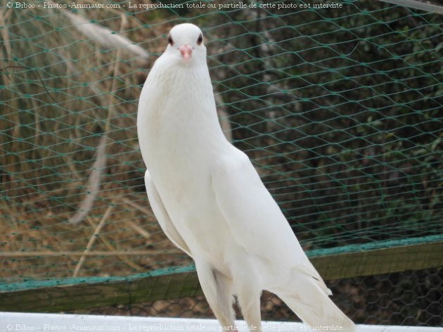 Photo de Pigeon