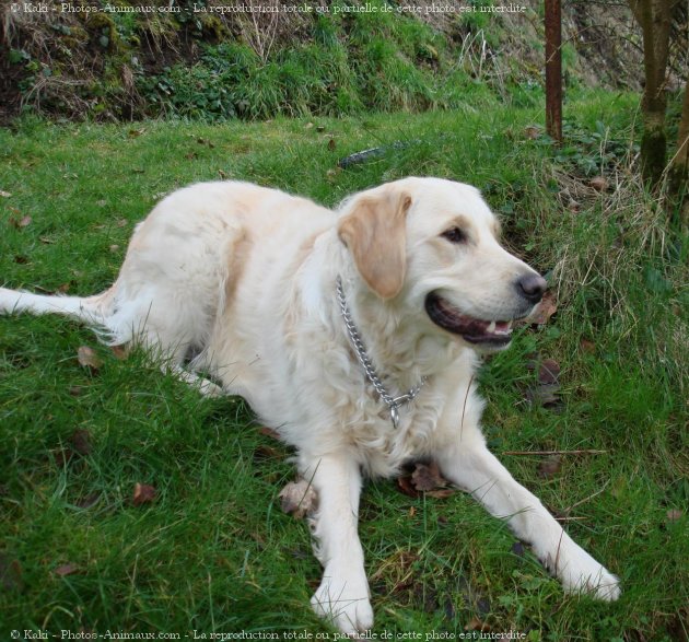 Photo de Golden retriever