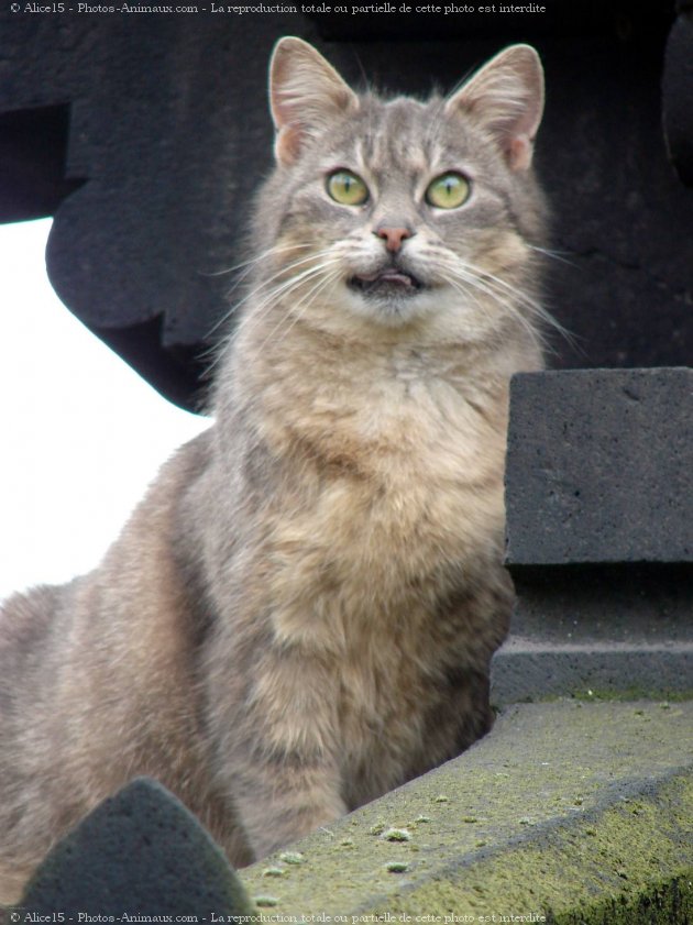 Photo de Chat domestique