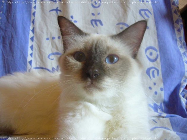 Photo de Sacr de birmanie